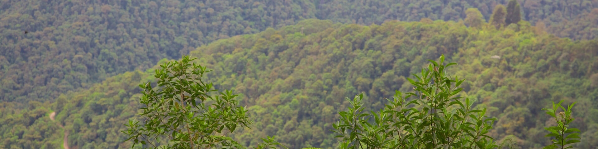 Bellavista que inclui cenas de floresta