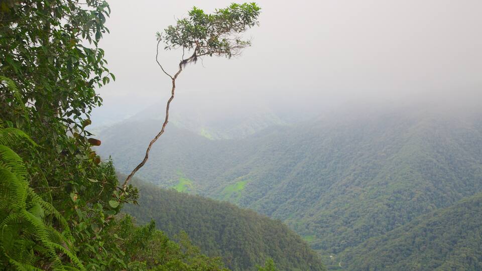 A tree branch extending over a lush green valley with dense forest.