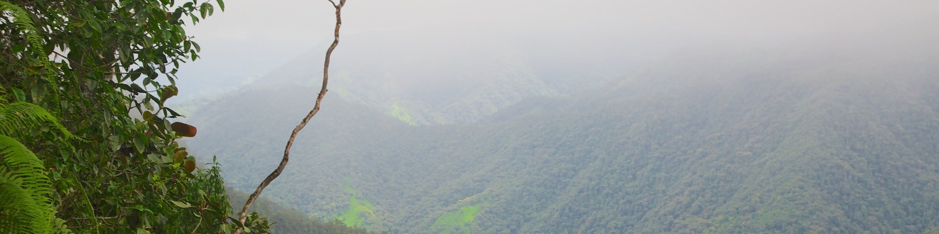 Bellavista featuring forests and rainforest