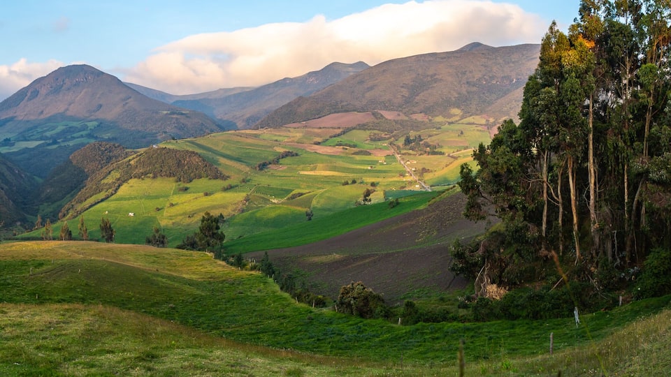 Andean landscape, cultivated fields
