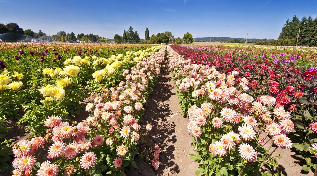 Beautiful dahlia fest in oregon; Shutterstock ID 110841185; Purchase Order: -