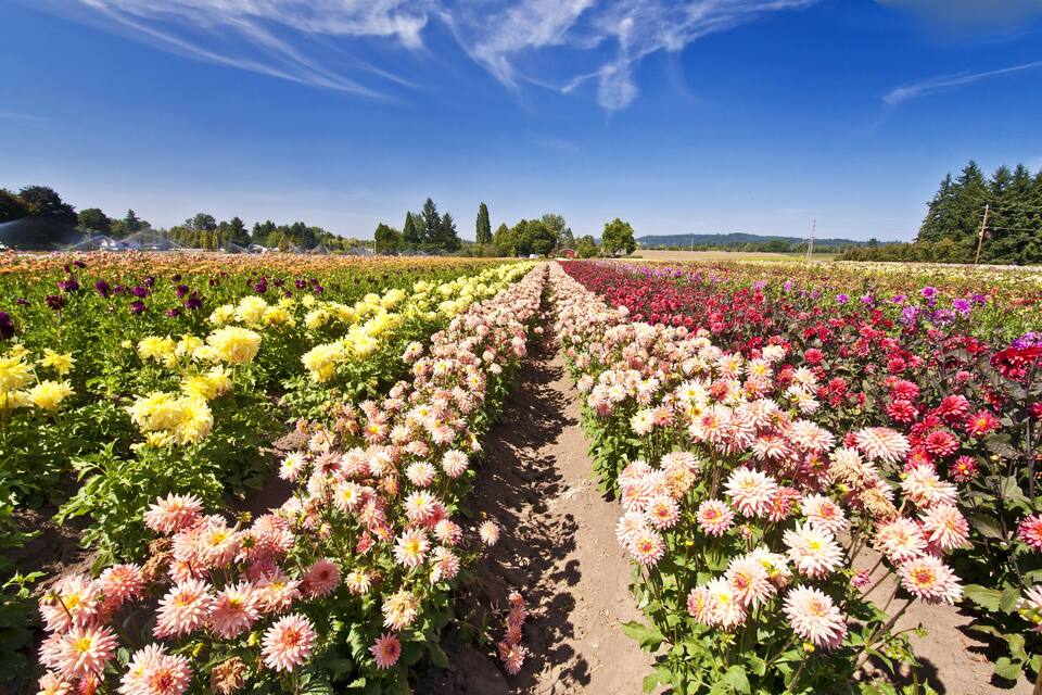 Un campo de flores con hileras de flores rosas, amarillas y rojas bajo un cielo azul despejado.
