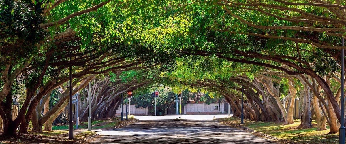 Love this Avenue where the trees meet shot at 200mm from the end of the street