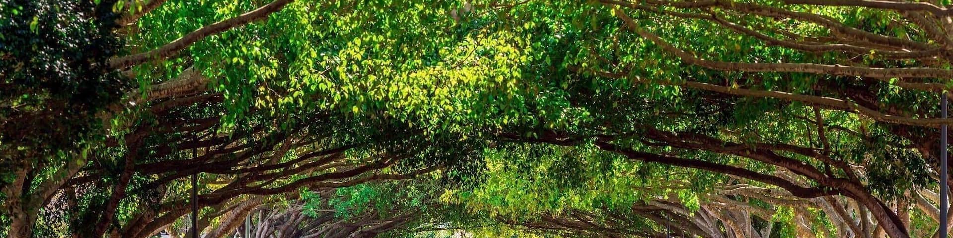 Love this Avenue where the trees meet shot at 200mm from the end of the street