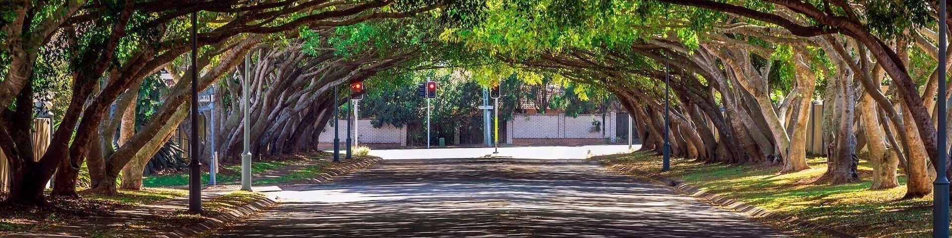 Love this Avenue where the trees meet shot at 200mm from the end of the street