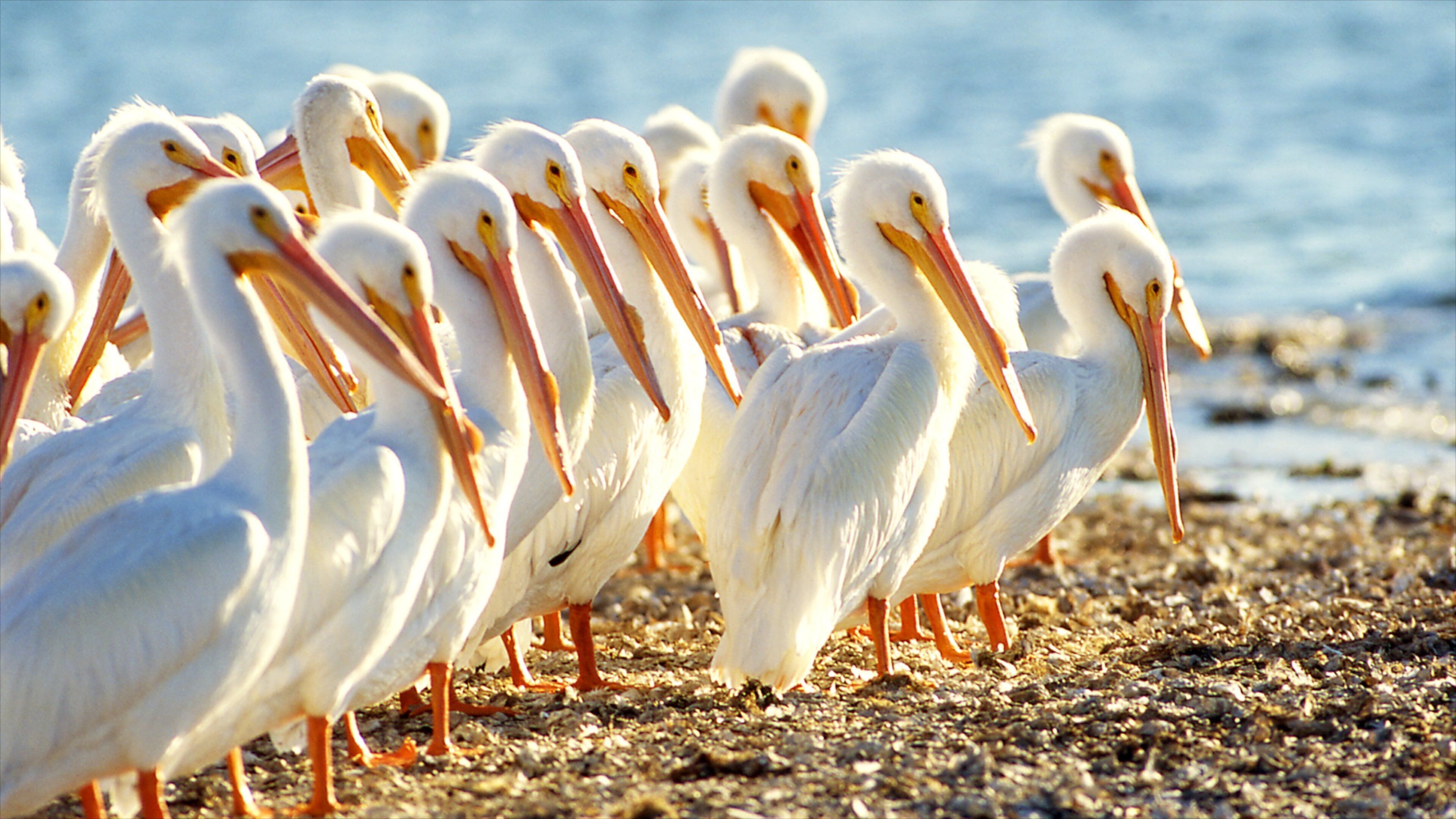 Sanibel Captiva Island