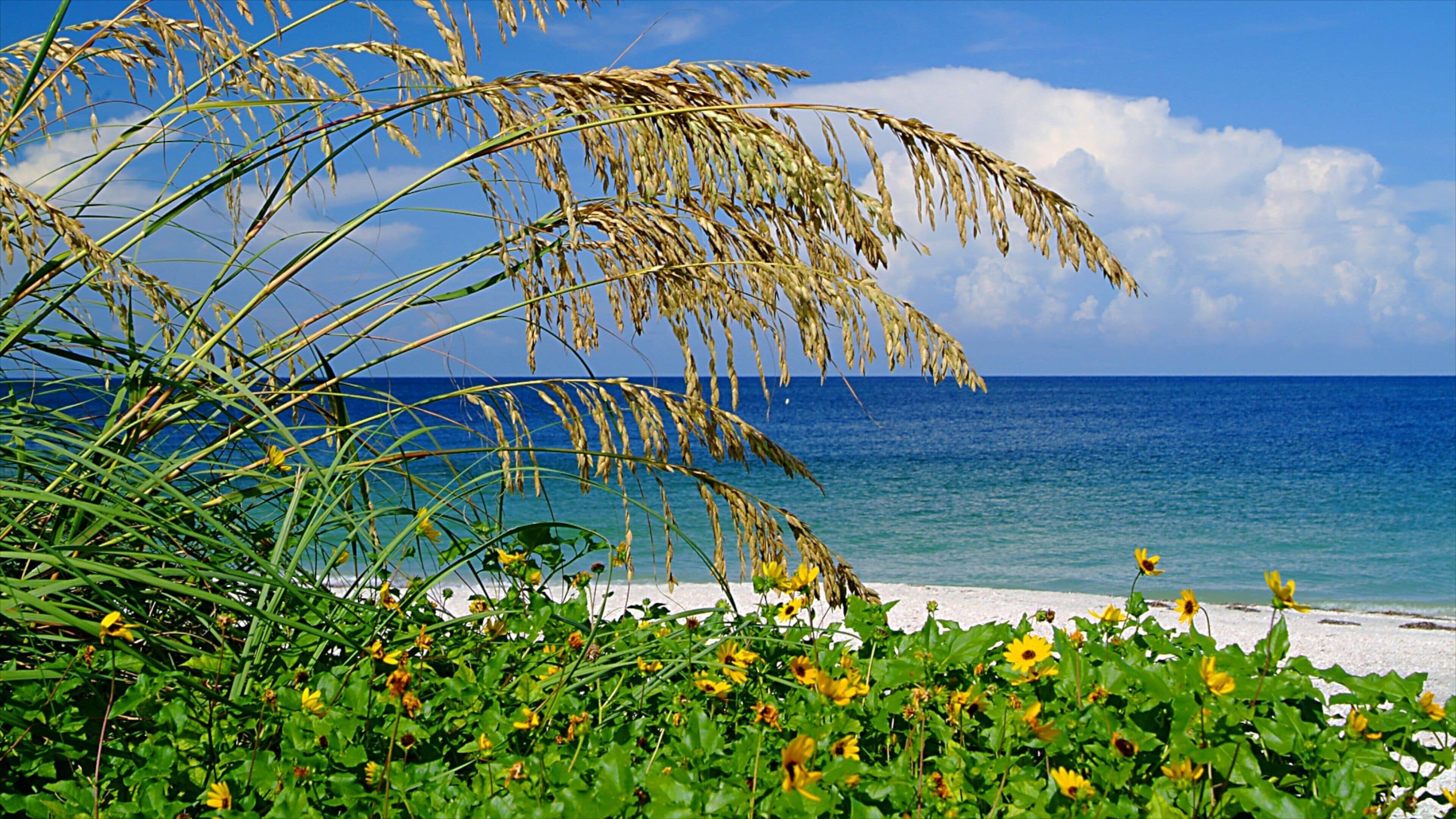 A beach with golden grasses and yellow flowers, a clear blue ocean, and a white sandy shore.