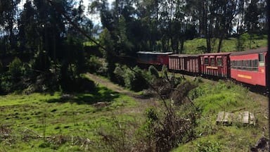 Un tren rojo viajando por una zona boscosa con césped y árboles verdes.