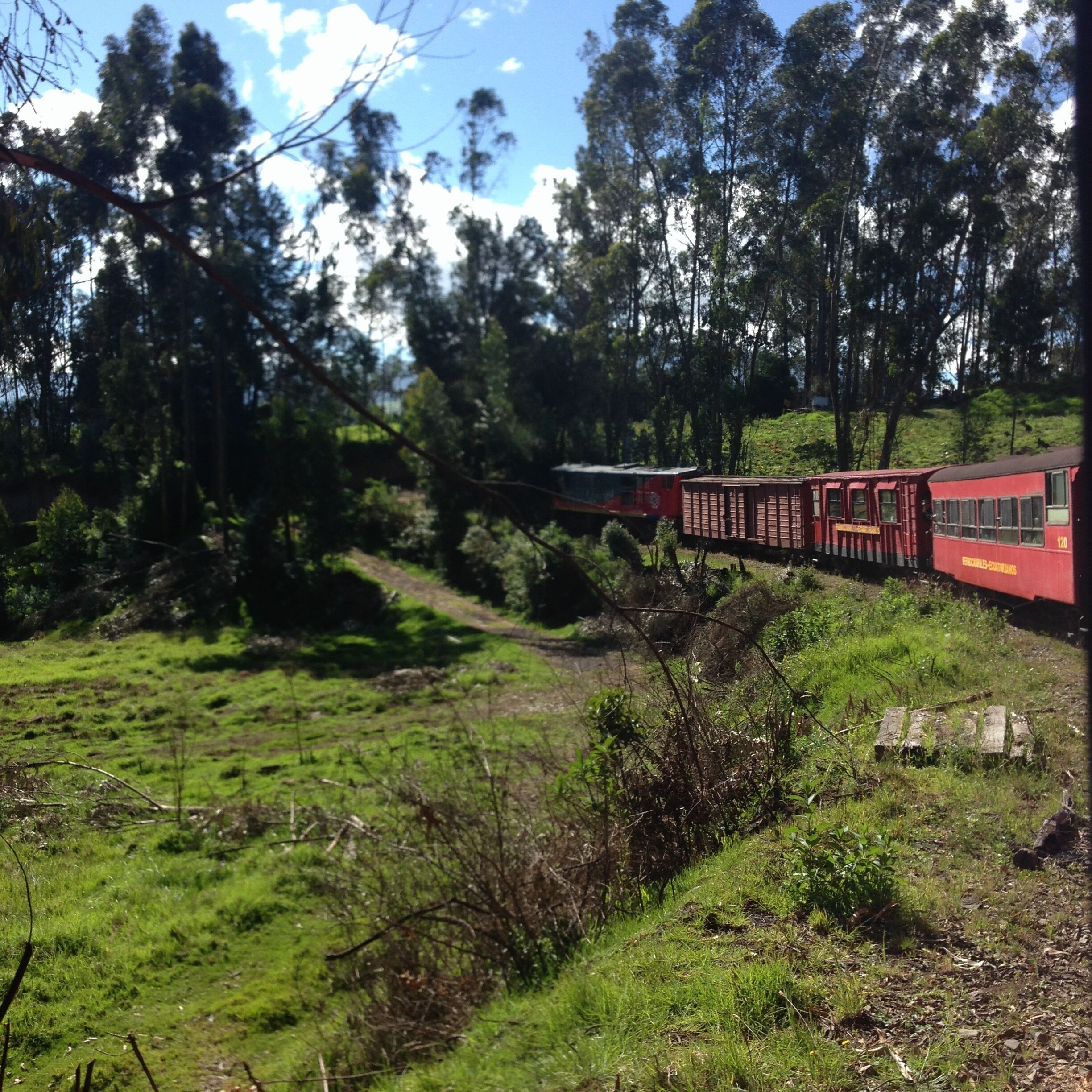 A red train traveling through a forested area with green grass and trees.