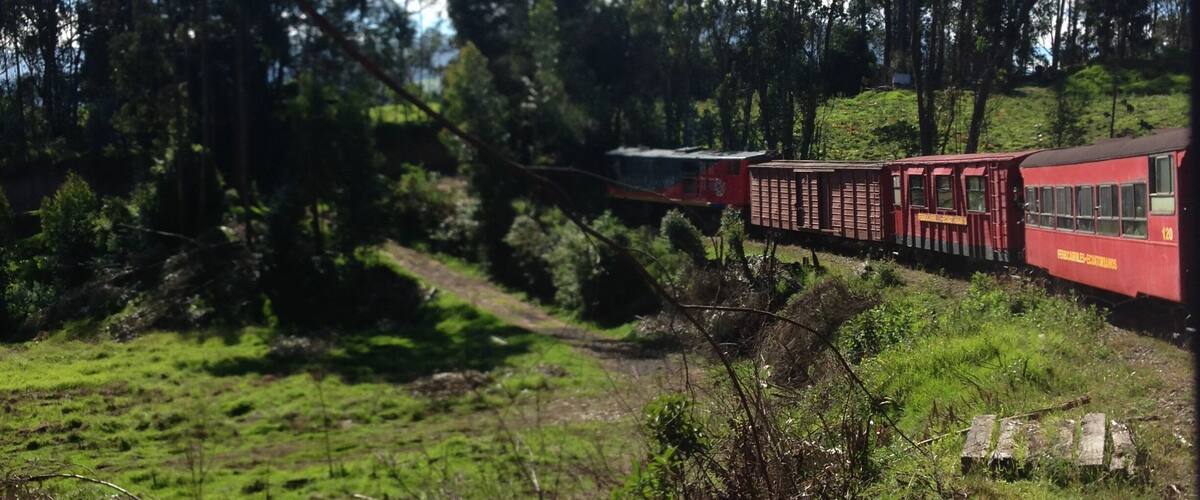 A red train traveling through a forested area with green grass and trees.