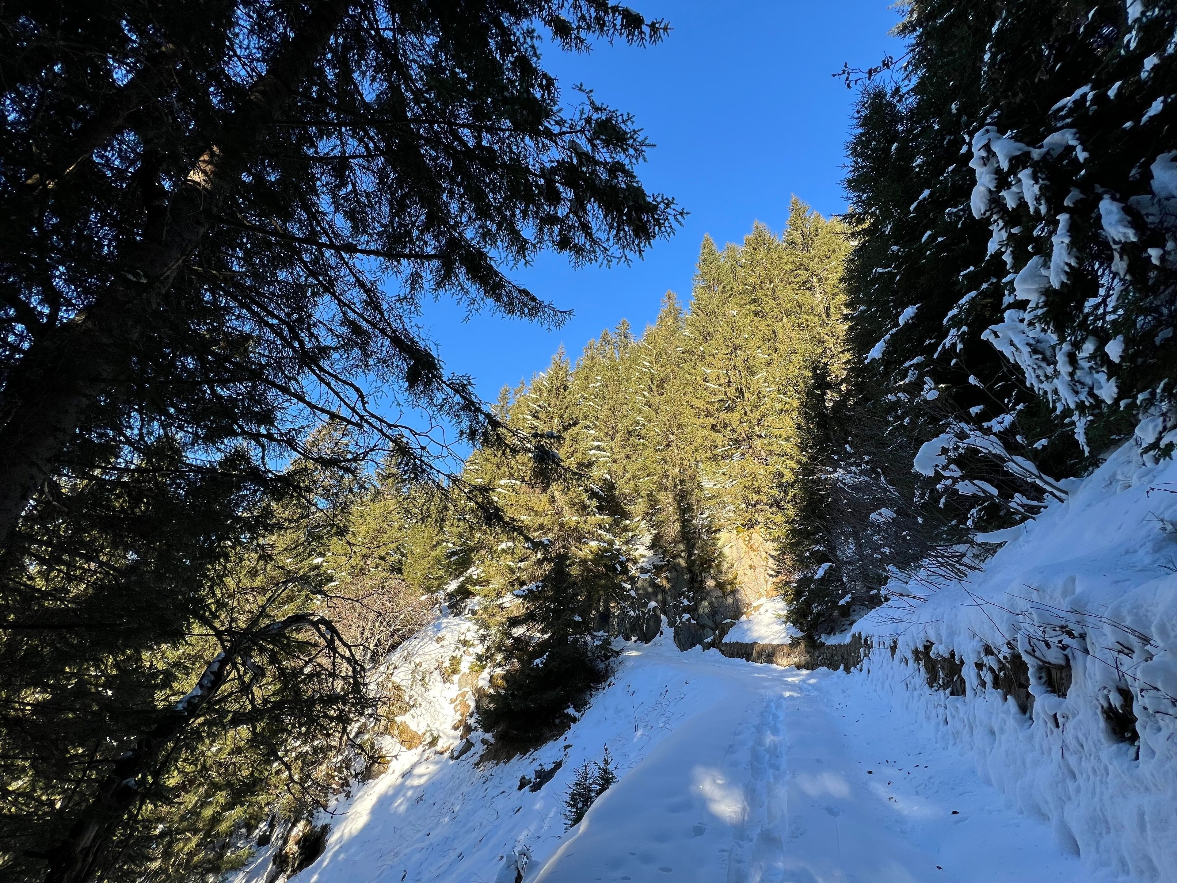 Alpine forest trails in a typical winter environment and under fresh snow cover on the Swiss Alps mountain massif, Klosters- Canton of Grisons, Switzerland (Kanton Graubünden, Schweiz)