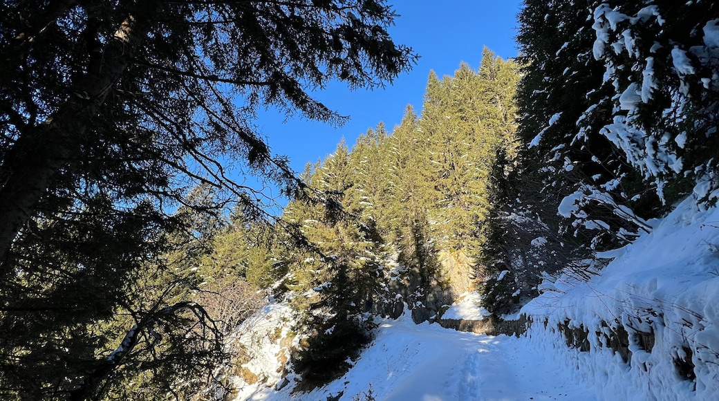 ภูเขาโคลด์