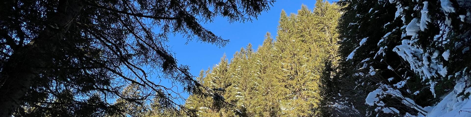 Alpine forest trails in a typical winter environment and under fresh snow cover on the Swiss Alps mountain massif, Klosters- Canton of Grisons, Switzerland (Kanton Graubünden, Schweiz)