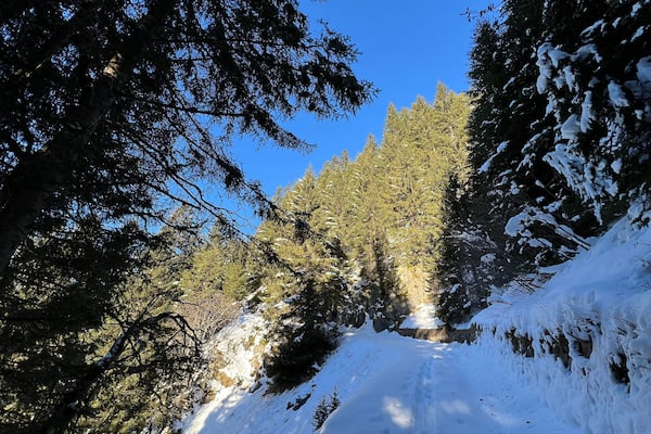 Alpine forest trails in a typical winter environment and under fresh snow cover on the Swiss Alps mountain massif, Klosters- Canton of Grisons, Switzerland (Kanton Graubünden, Schweiz)