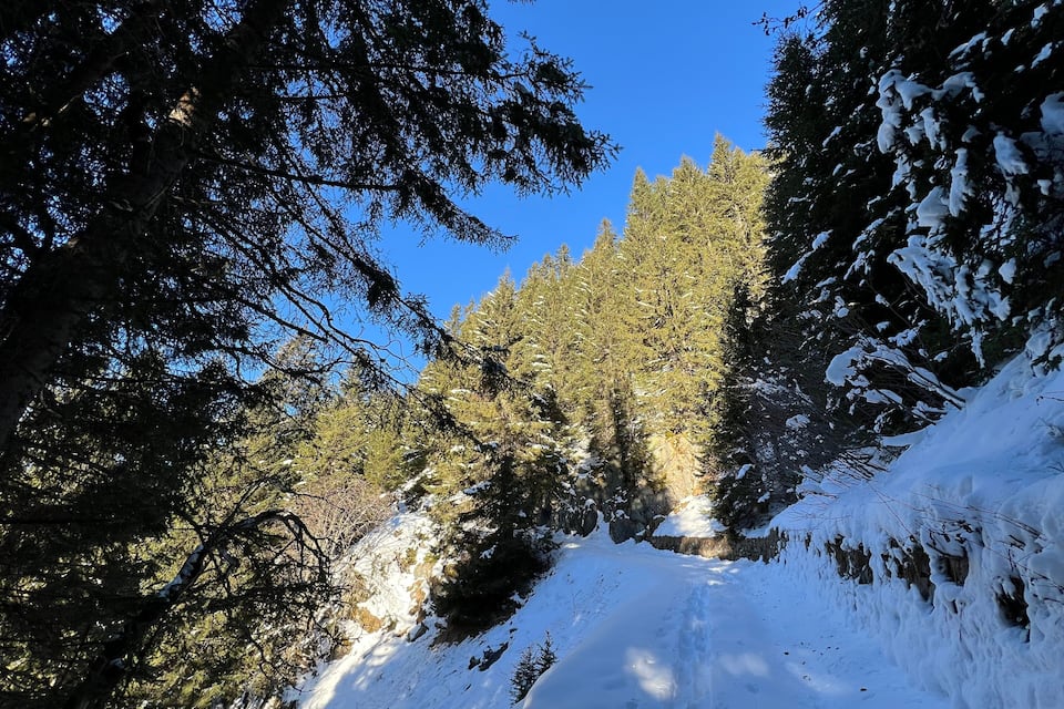 A snow-covered forest trail with dense evergreen trees and a clear blue sky.