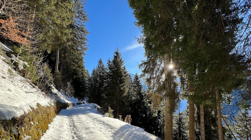 ภูเขาโคลด์