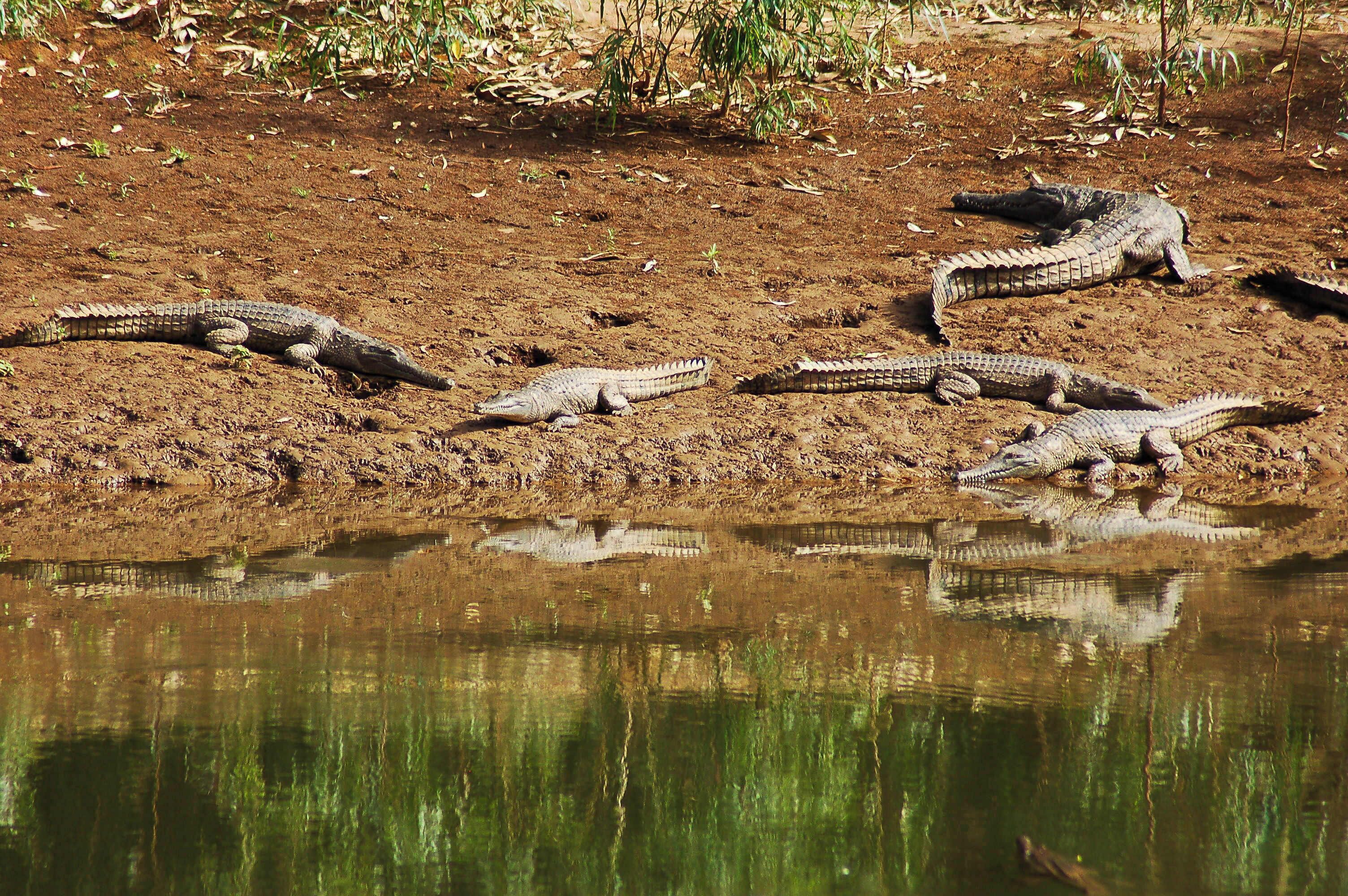 There's lots of crocs there but they're only Johnsons River crocs and, if you leave them alone you can go swimming (as I did) in the water, not something you can do with other varieties.