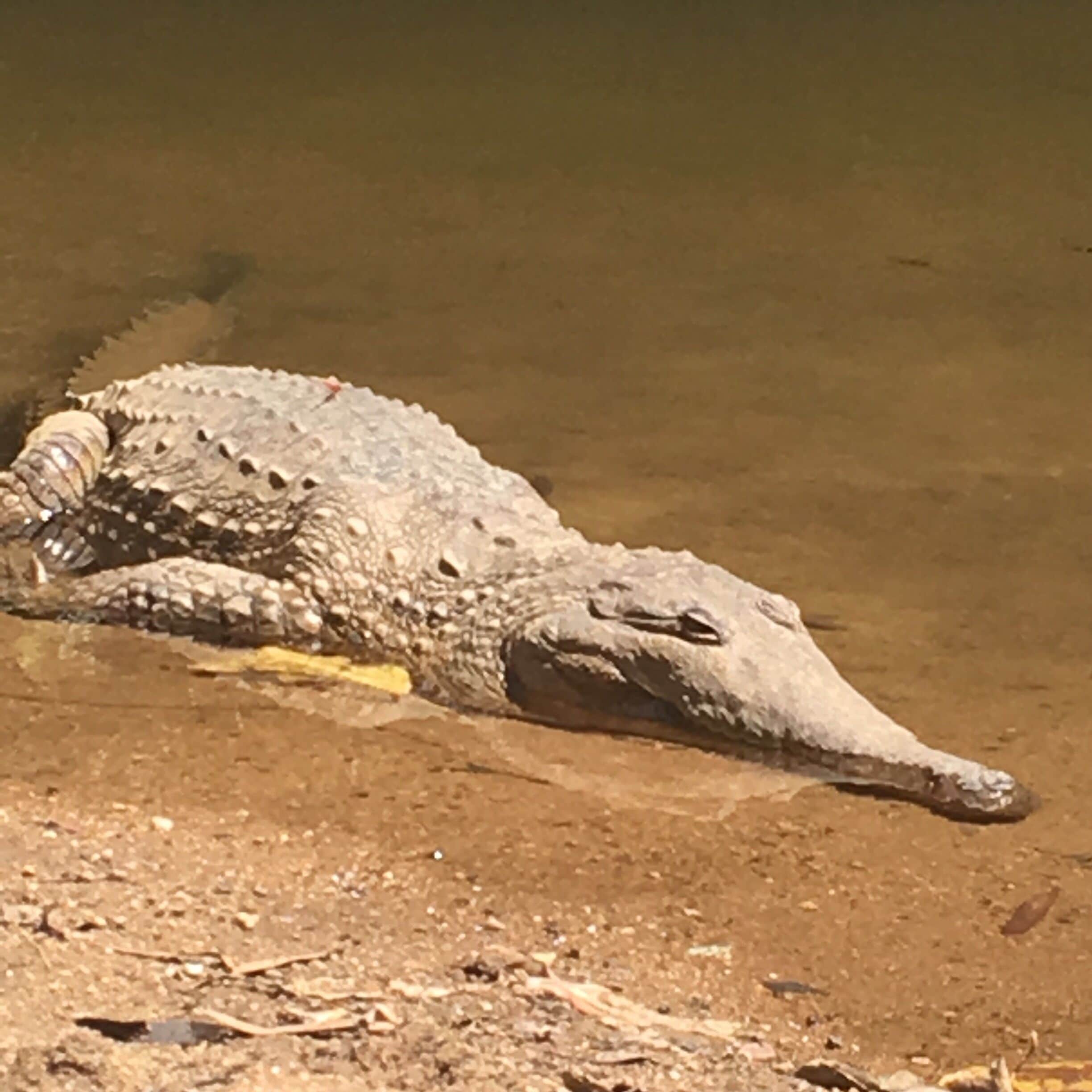 Freshies @ Windjana Gorge WA