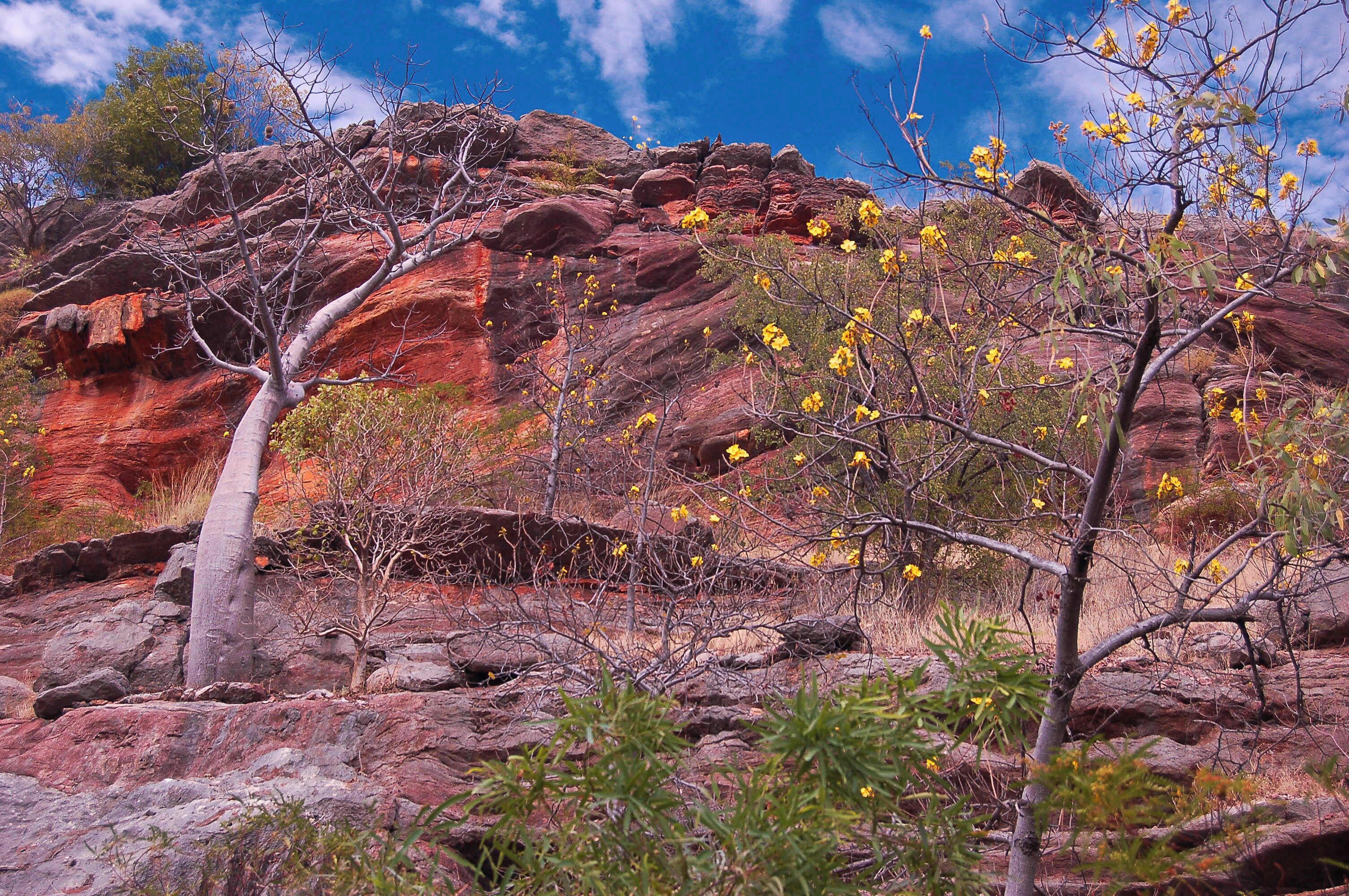 I loved the natural contrast of Windjana.  Odd vegetation, ancient rock formations and exotic wildlife.