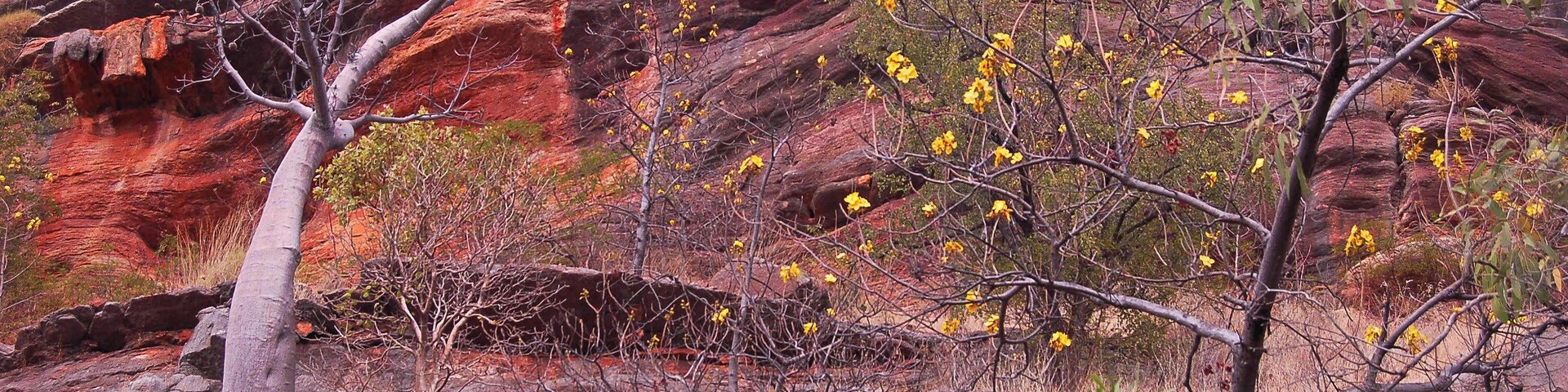 Un paisaje rocoso con formaciones de arenisca roja y árboles con flores amarillas.