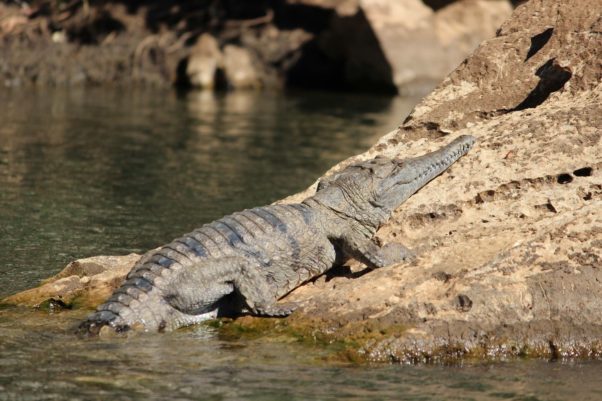 A shot I took of the Crocodylus Johnsoni aka Freshwater Crocodile sunbathing at Geikie Gorge in The Kimberleys #westernaustralia #crocodile #australia #thekimberleys #australiananimals #fitzroycrossing 