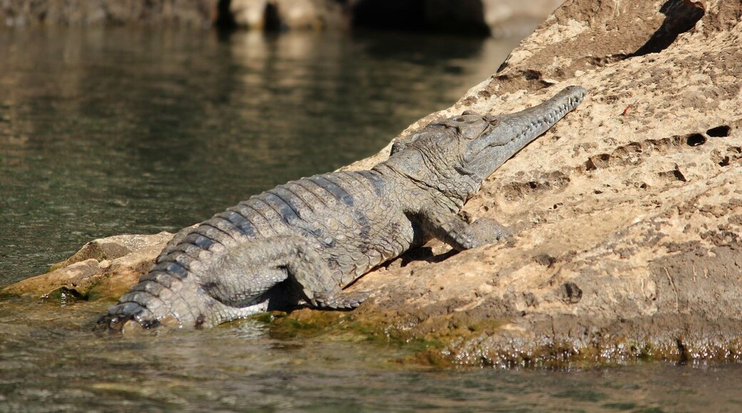 A shot I took of the Crocodylus Johnsoni aka Freshwater Crocodile sunbathing at Geikie Gorge in The Kimberleys #westernaustralia #crocodile #australia #thekimberleys #australiananimals #fitzroycrossing