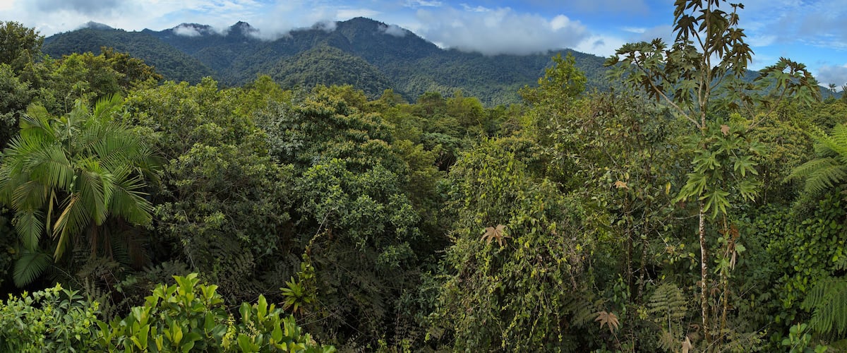 A dense tropical forest with a mountain range in the background.