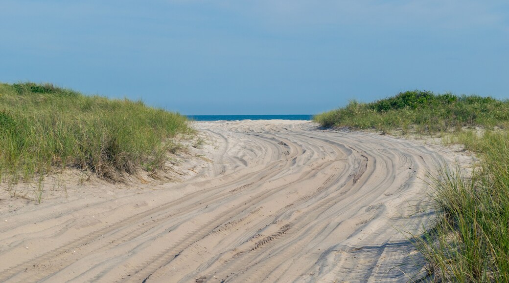 Sandy path toward the beach, with lush green grass on both sides, Fire Island, NY