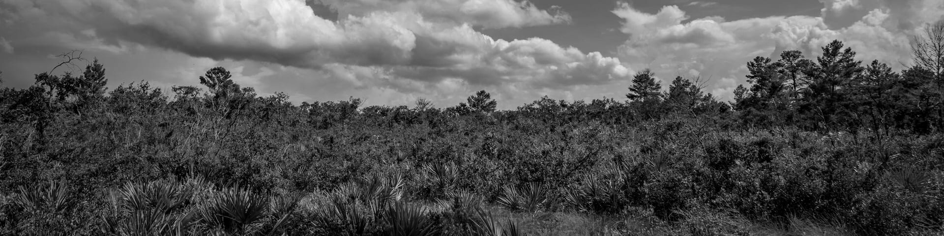 A landscape with a dense forest and a cloudy sky.