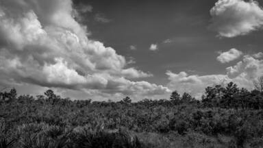 Sherwood Stokes Preserve