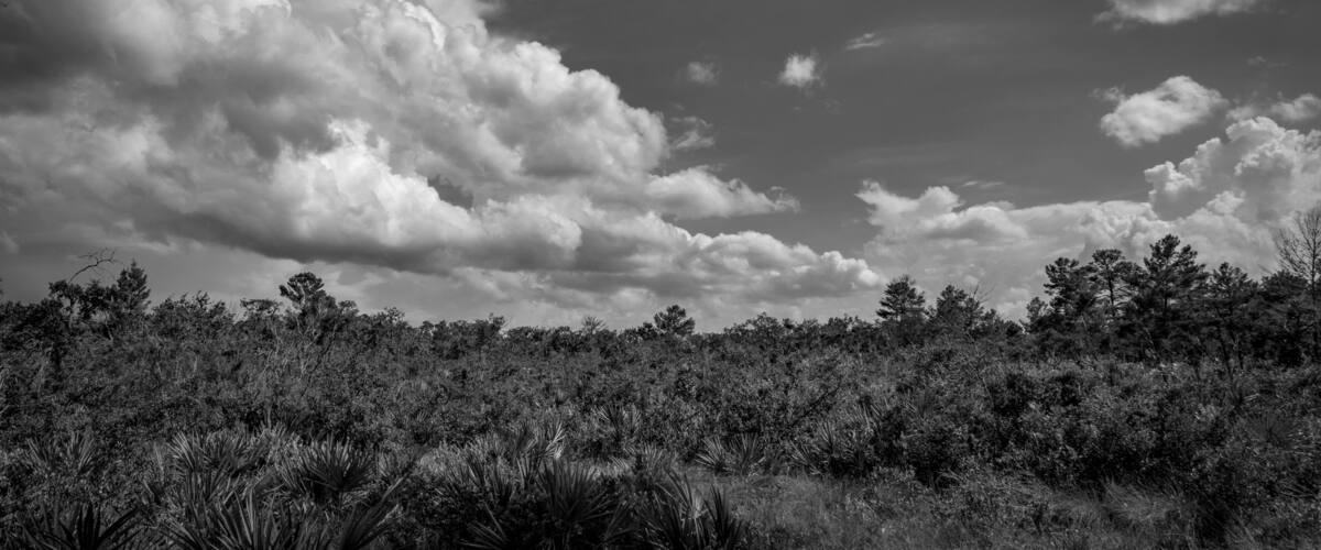 A landscape with a dense forest and a cloudy sky.