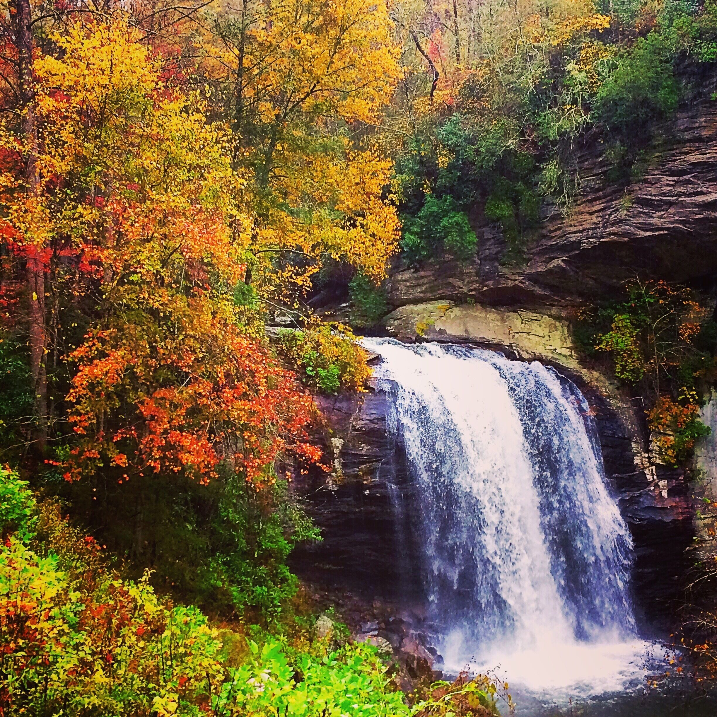 Fall colors around Looking Glass Falls, Pisgah Forest