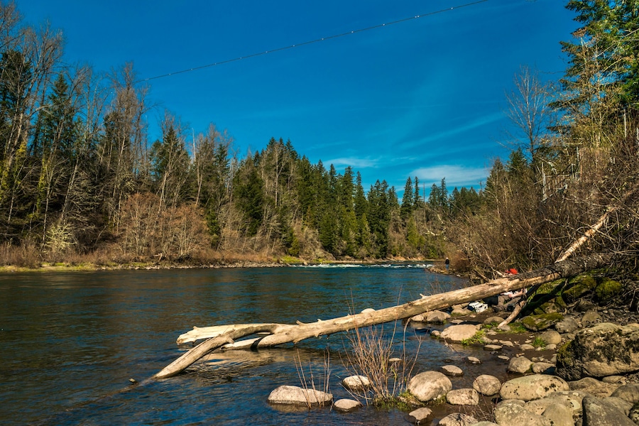 A river with a fallen log, surrounded by dense forest and clear blue sky.