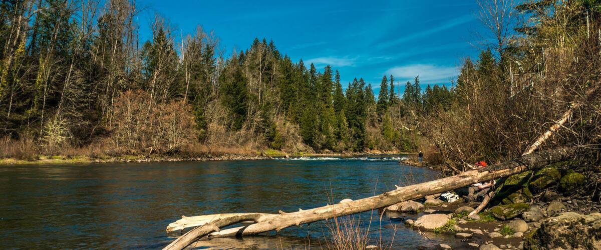 A river with a fallen log, surrounded by dense forest and clear blue sky.