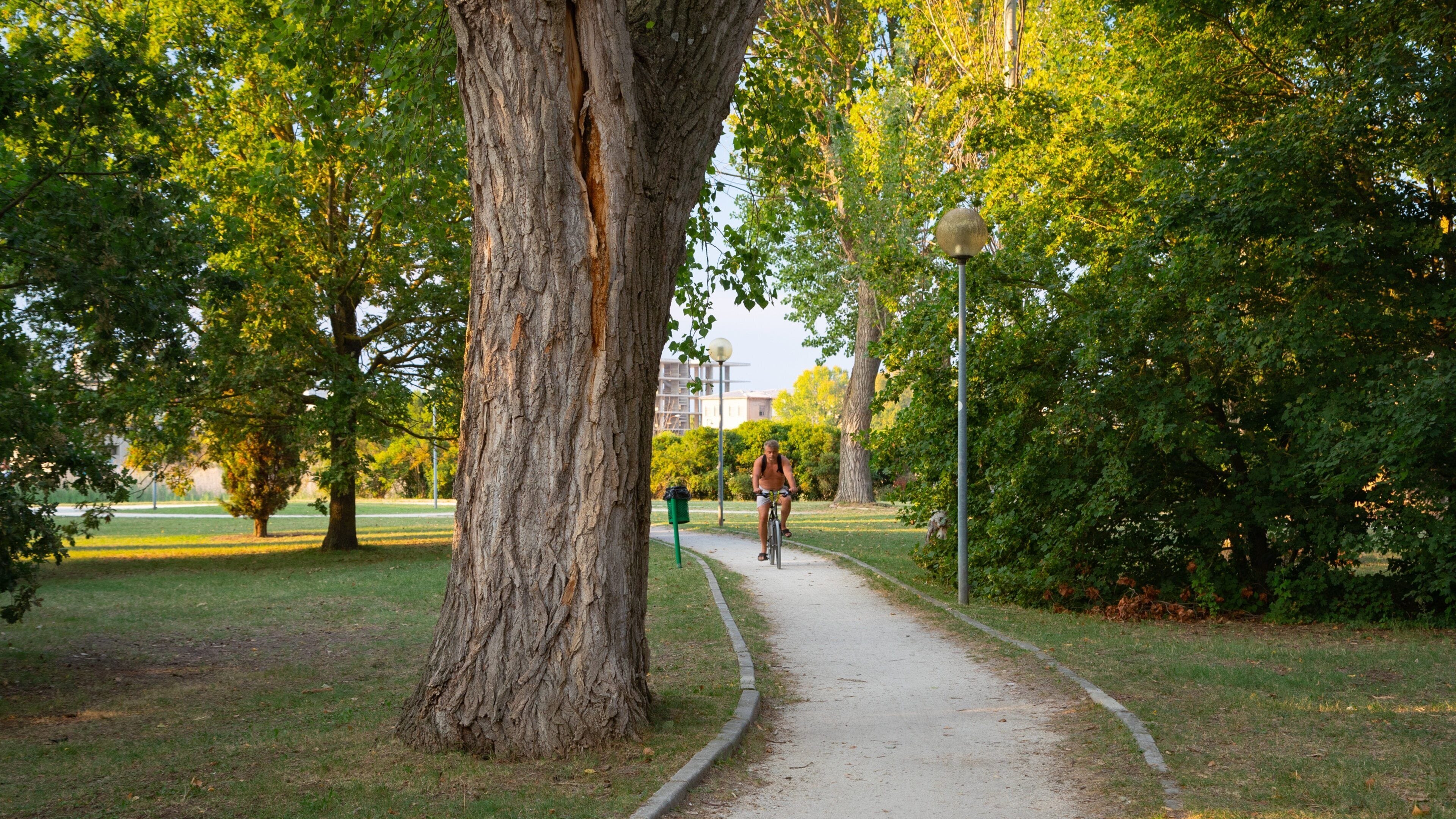 Cesenatico featuring cycling and a garden as well as an individual male