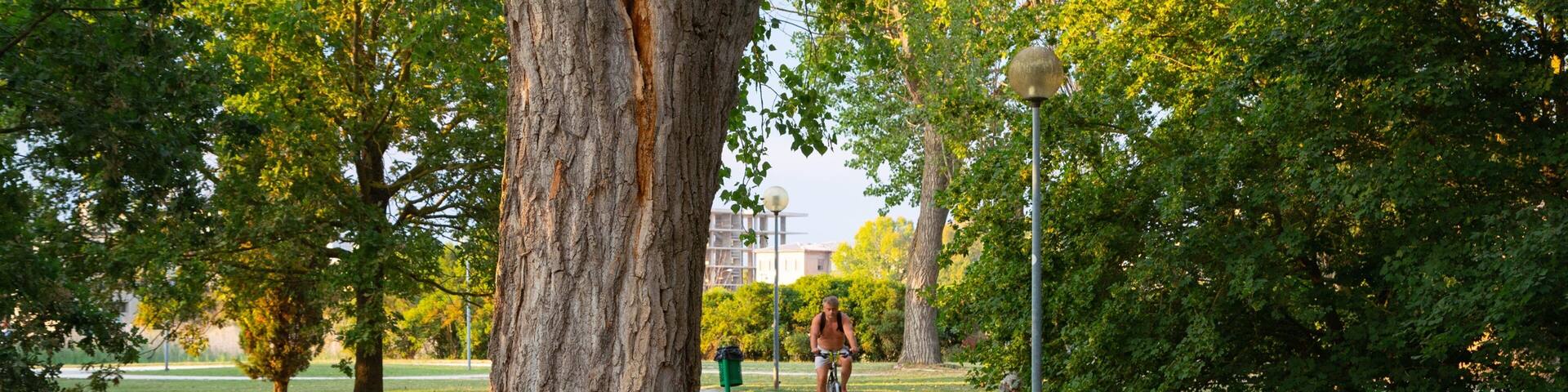 Cesenatico featuring cycling and a garden as well as an individual male