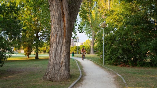 Cesenatico featuring cycling and a garden as well as an individual male