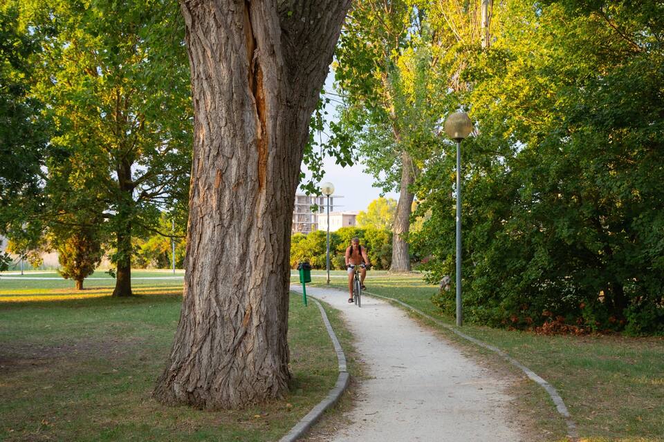 A park with a tree-lined path, a cyclist, and a lamp post.