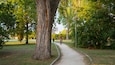 A park with a tree-lined path, a cyclist, and a lamp post.