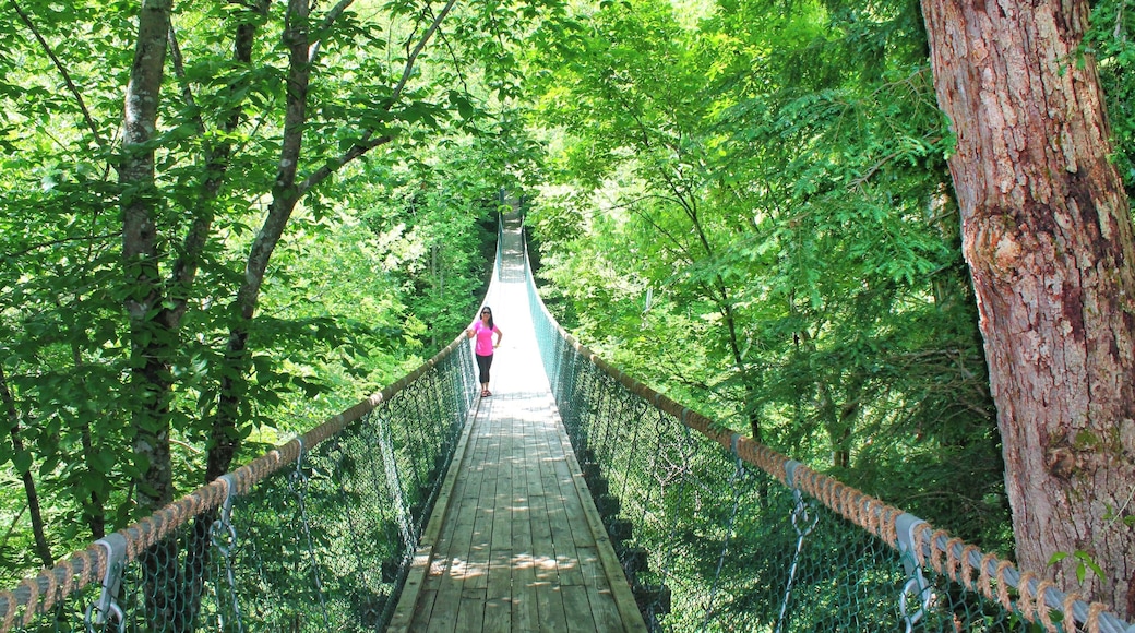 The longest swinging bridge in America. This bridge, is known as America's Bridge to Prosperity.
🇺🇸 Only in #Tennessee 👊
Heights might not be your thing, but the bridge is safe, sturdy and has amazing views. This swinging bridges have long been used in the Appalachian Mountains for folks to get from one mountain to another in the shortest amount of time. 😎