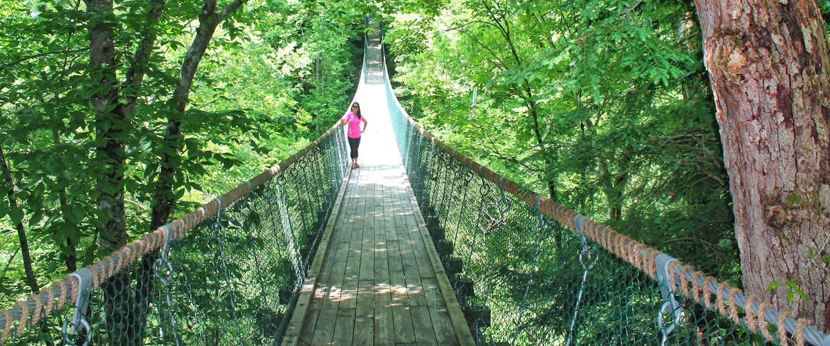 A wooden suspension bridge surrounded by dense green foliage.