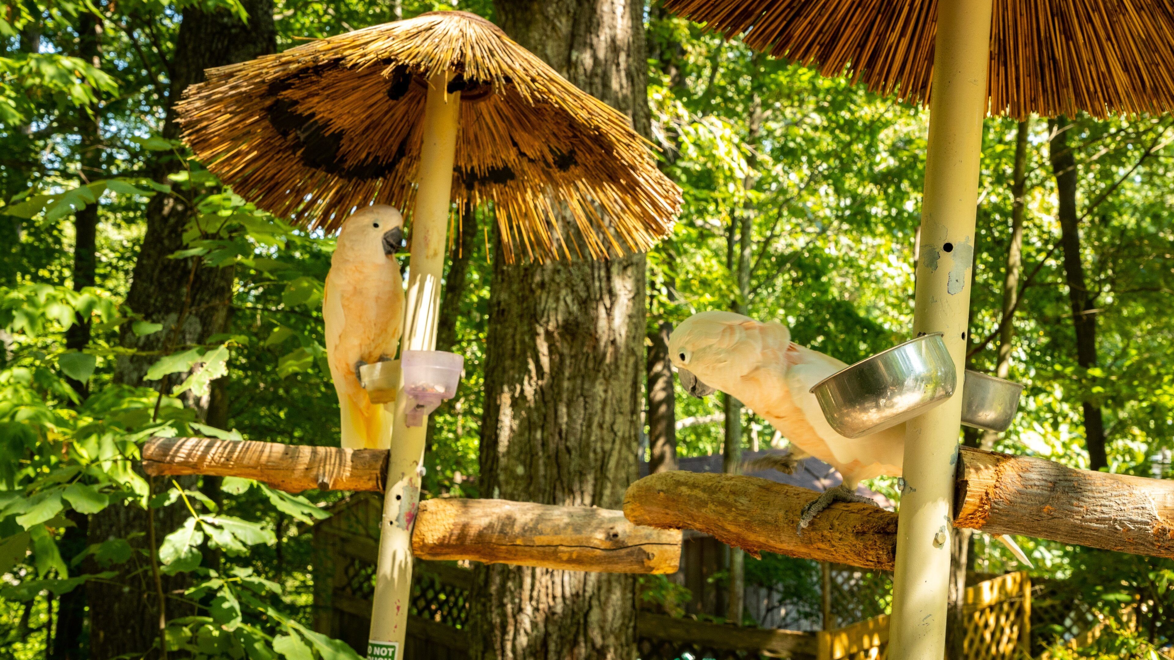 Parrot Mountain and Gardens