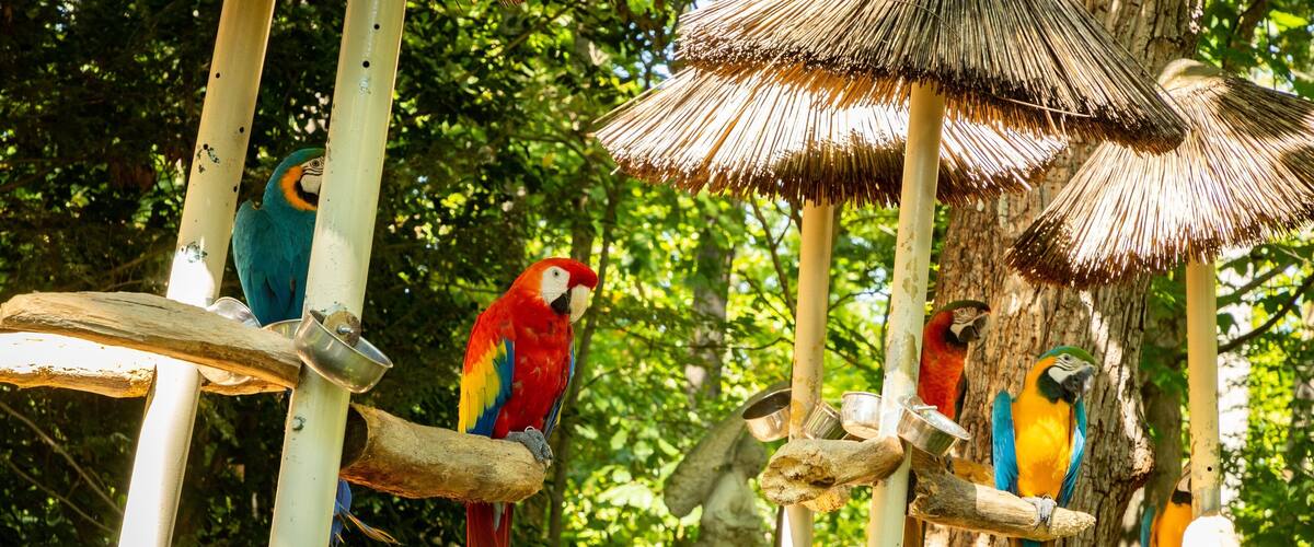 Parrot Mountain and Gardens