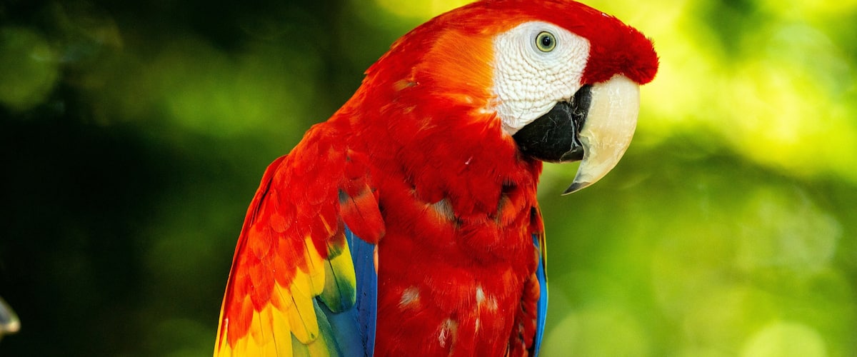 Parrot Mountain and Gardens