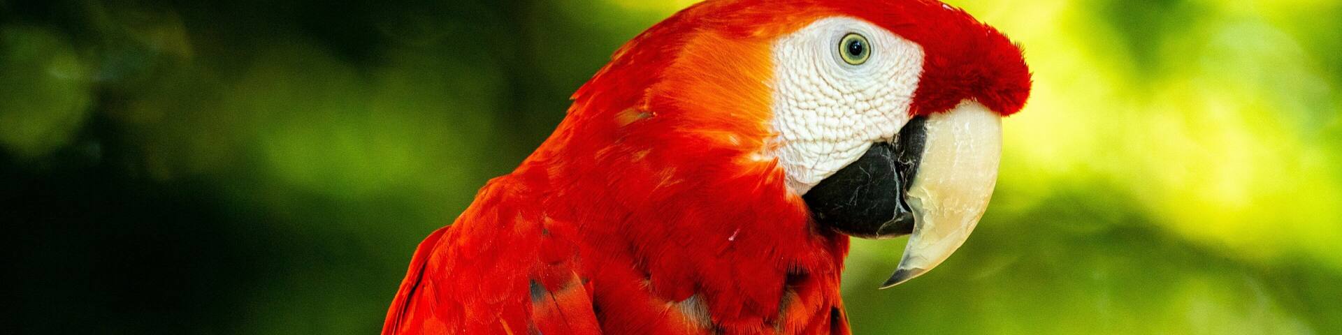 Parrot Mountain and Gardens