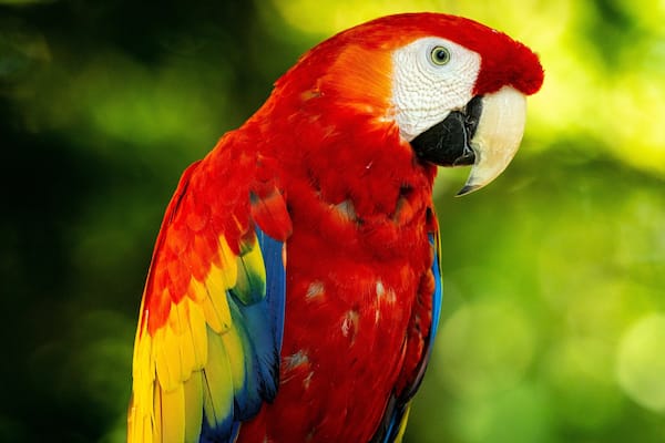 Parrot Mountain and Gardens