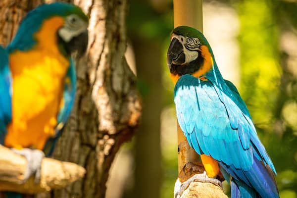 Parrot Mountain and Gardens