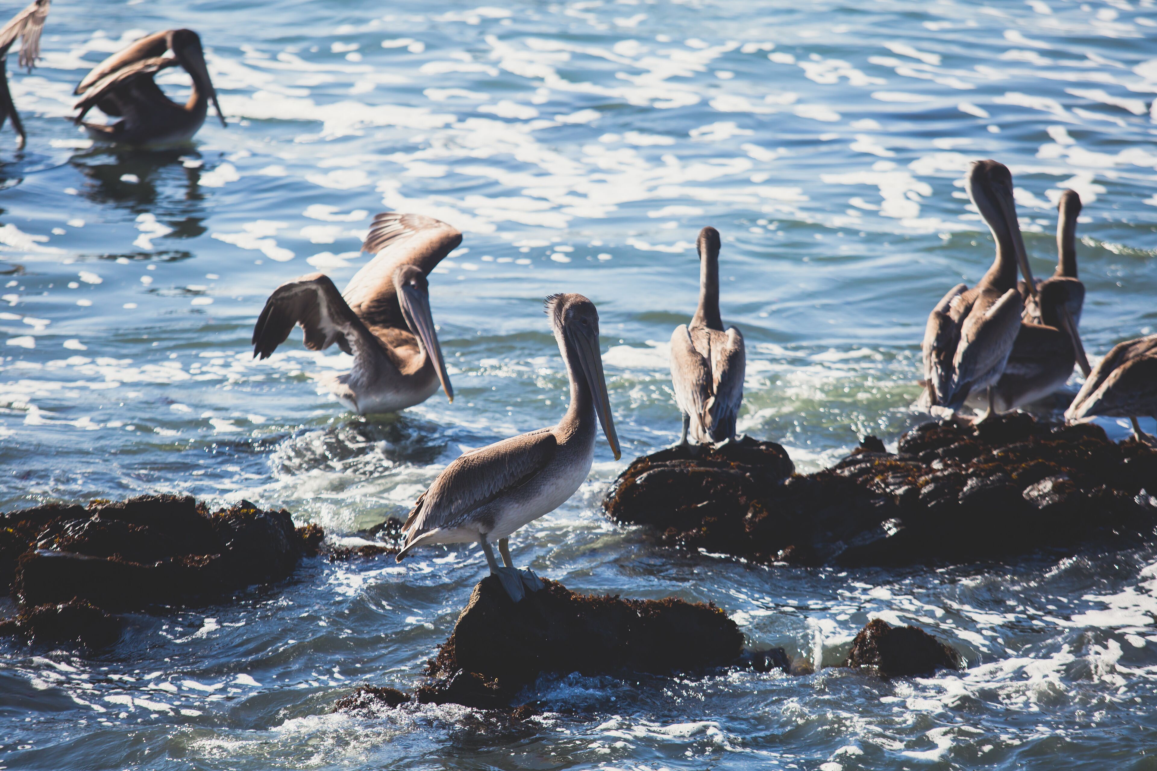 View of bird rocks and cliffs along Pacific Coast Highway 1 in California, a habitat and refuge for brown pelicans, cormorants, black oystercatchers, harbor seals, and western gulls, United States