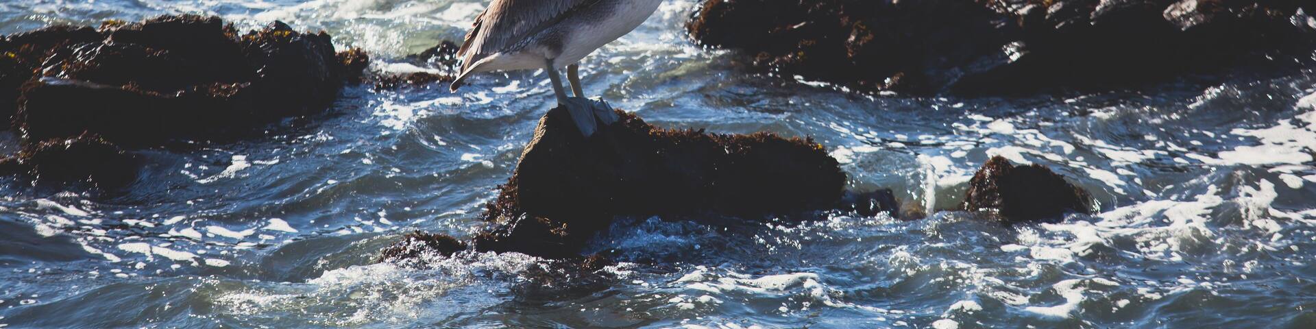 View of bird rocks and cliffs along Pacific Coast Highway 1 in California, a habitat and refuge for brown pelicans, cormorants, black oystercatchers, harbor seals, and western gulls, United States