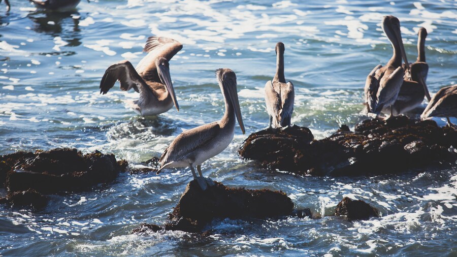 Stone Harbor Bird Sanctuary